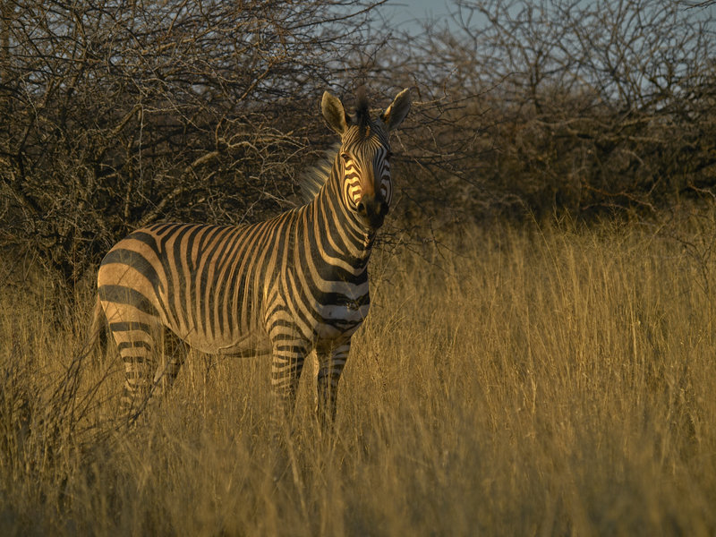 Zebra, Okonjima